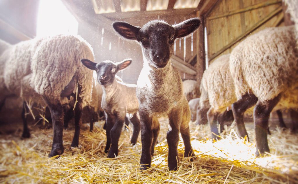 Junge Schafe in mitten von anderen Schafen im Stall, die Sonne scheint durch ein Fenster im Hintergrund und lässt durch den Staub in der Luft die Sonnenstrahlen erkennen