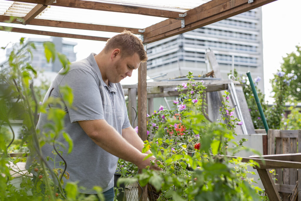 Schrebergarten mit Tomatenpflanzen, ein Mann ca. Mitte 30 schaut nach seinen Pflanzen, im Hintergrund sind Wohnblöcke zu sehen
